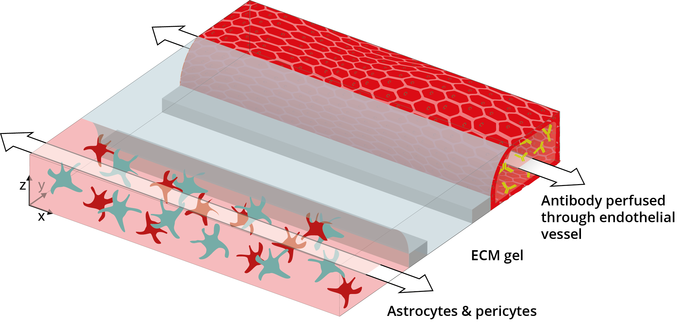 3D reconstruction of MIMETAS's Human Blood-Brain-Barrier-on-a-Chip Model